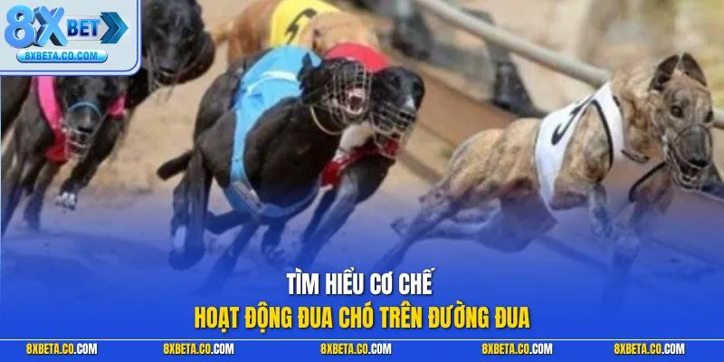 Tìm hiểu cơ chế hoạt động đua chó trên đường đua